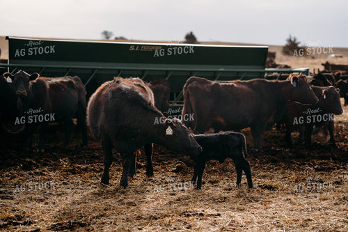 Cow Calf Pairs 196249