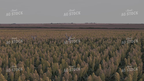 Bucks in Milo Field 239401