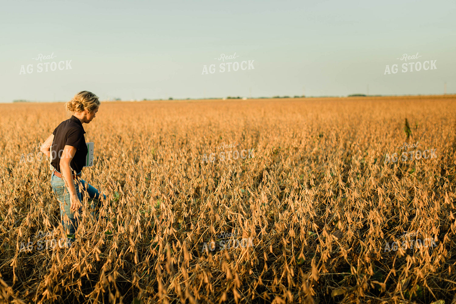 Female Agronomist Checking Beans 8301