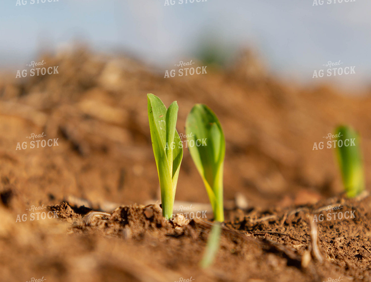 Corn Emerges from Ground 79274