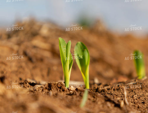 Corn Emerges from Ground 79274