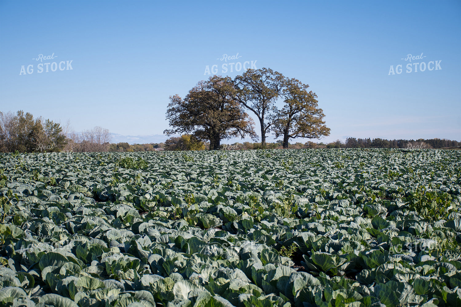 Cabbage Field 50169