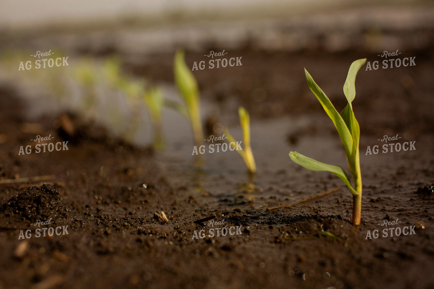 Early Growth Corn 5552