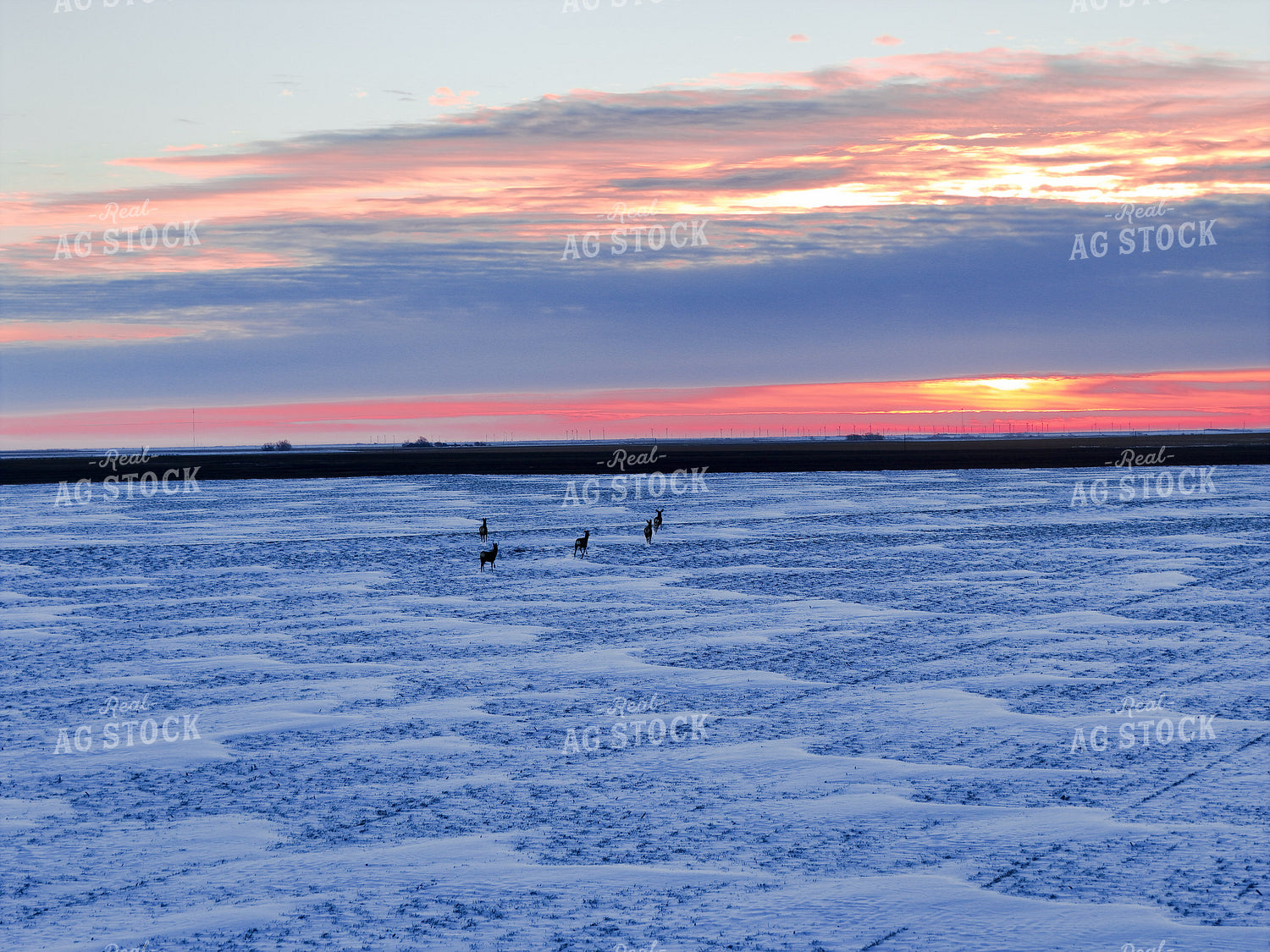 Deer on Snowy Field 239560