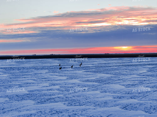 Deer on Snowy Field 239560