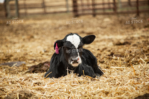 Calf Laying Down 155663