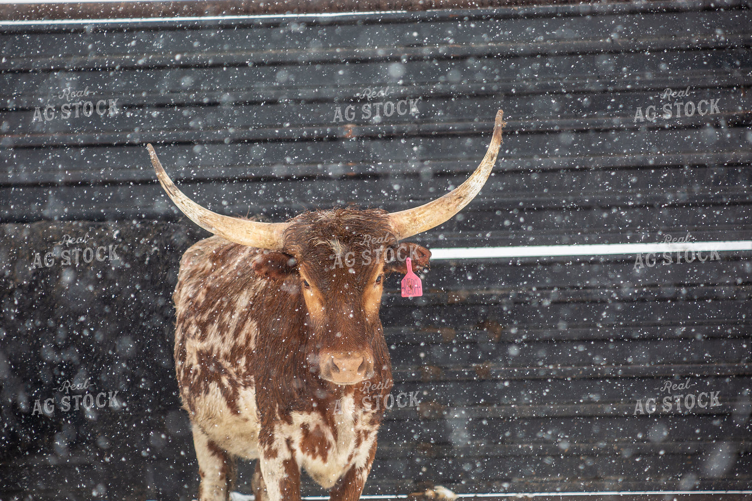 Longhorn Cattle in Snow 155418