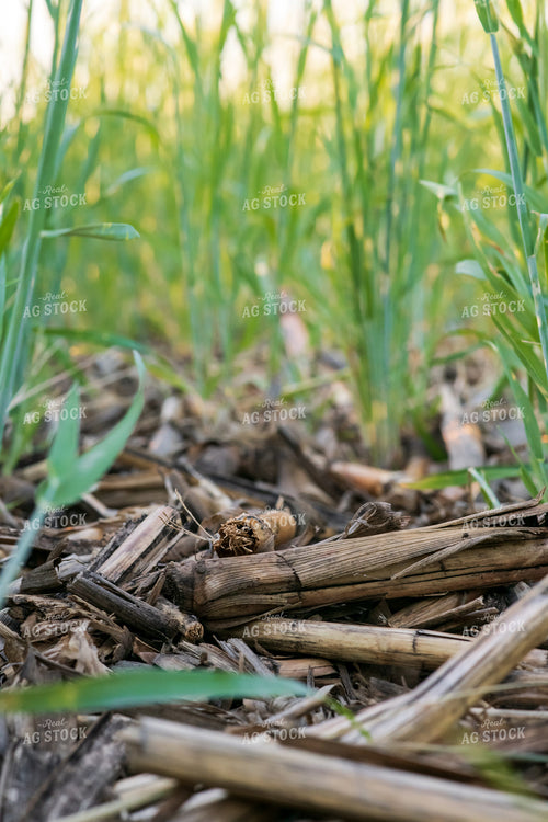 Up Close Cover Crop Field 76136