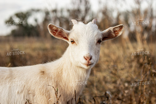Goat 155087