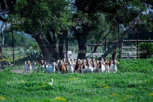 Herd of Boer Goats 134030
