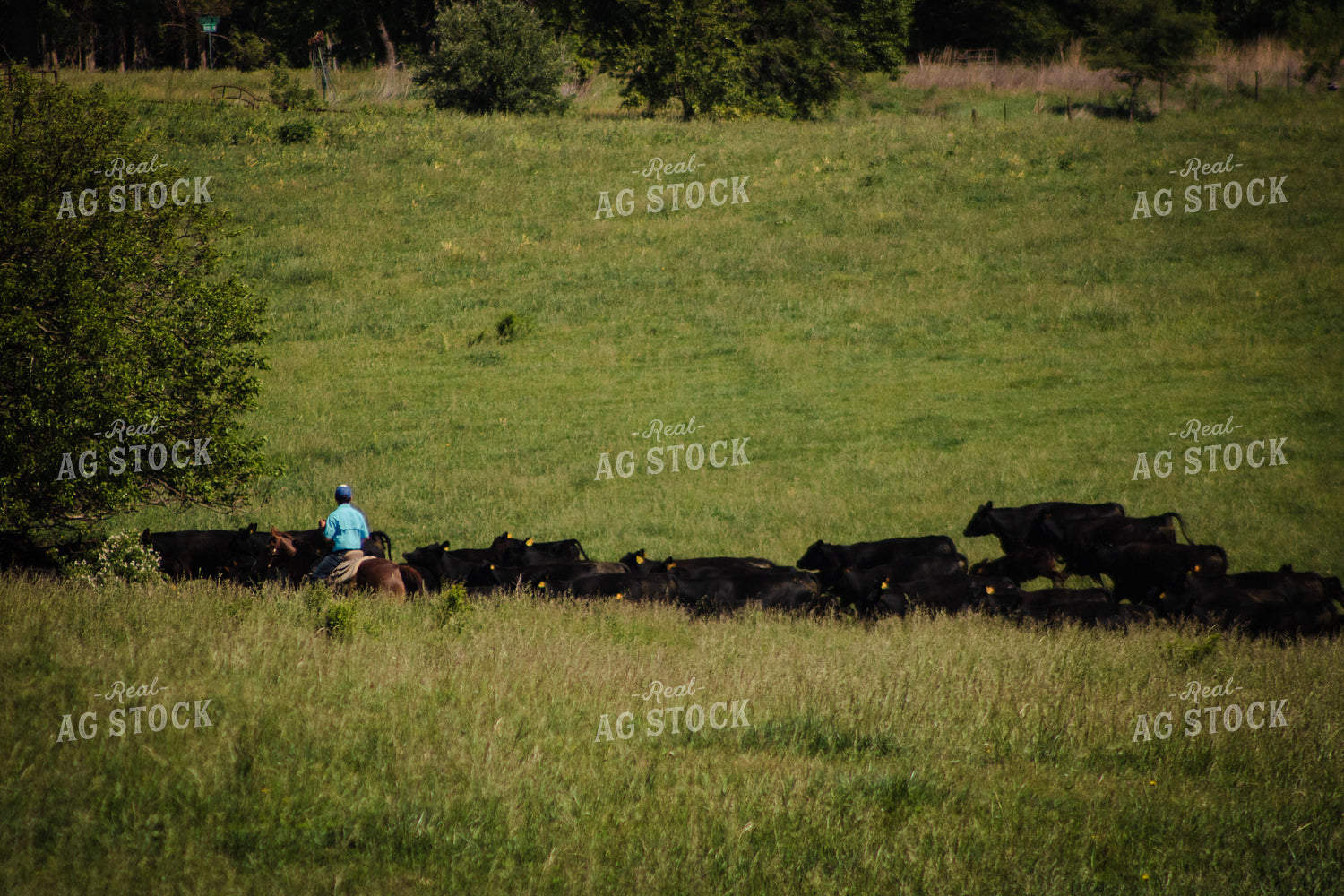 Gathering Cattle on Horseback 214282