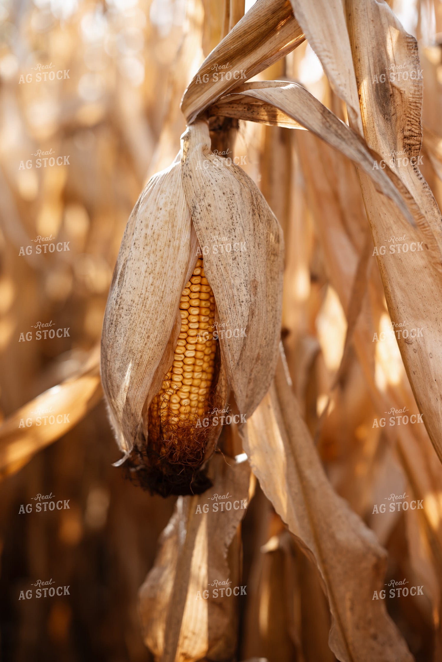 Dried Ear of Corn in Field 137101