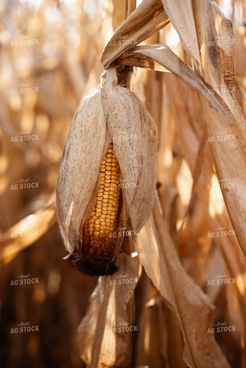 Dried Ear of Corn in Field 137101