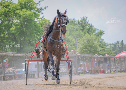 Horse Racing 160252