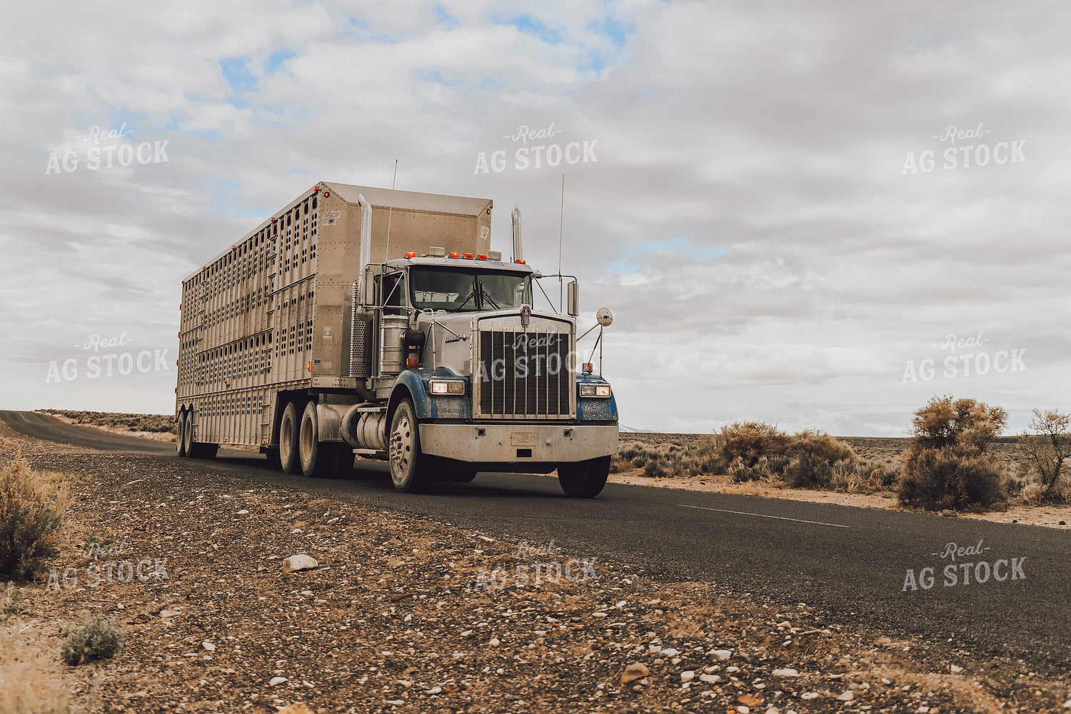 Transporting Livestock 78185