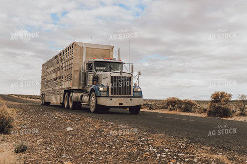 Transporting Livestock 78185