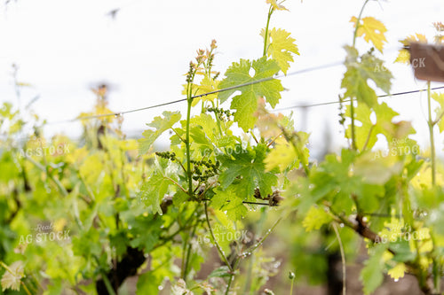 Vineyard Grape Production 107063