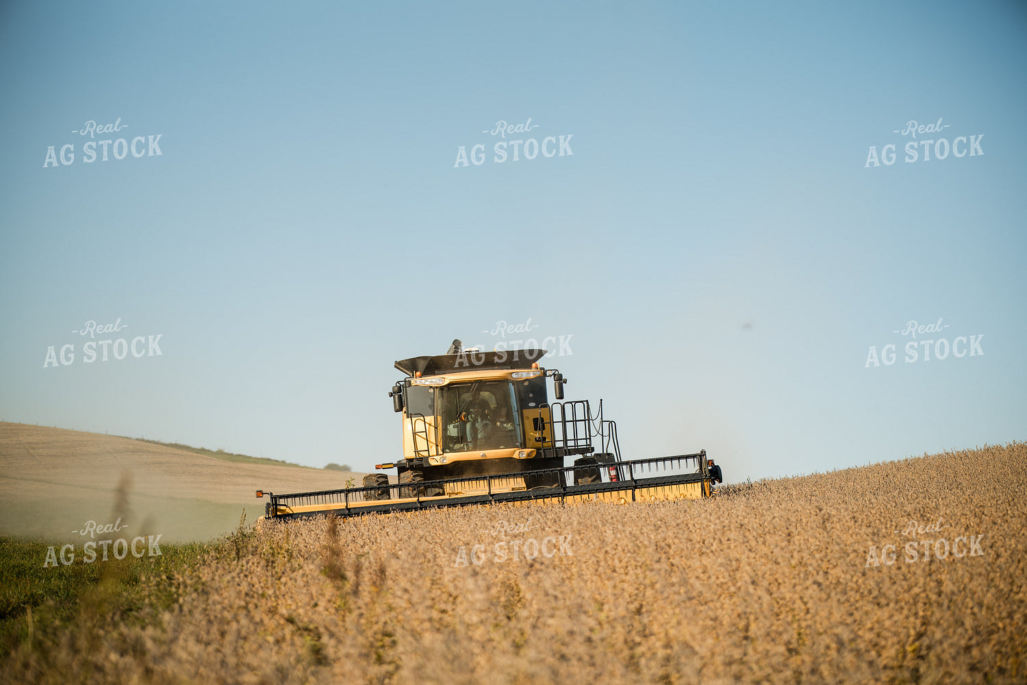 Soybean Harvest 215081