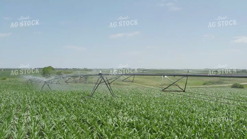 Aerial of Irrigation Pivot Watering Green Corn Field 114041