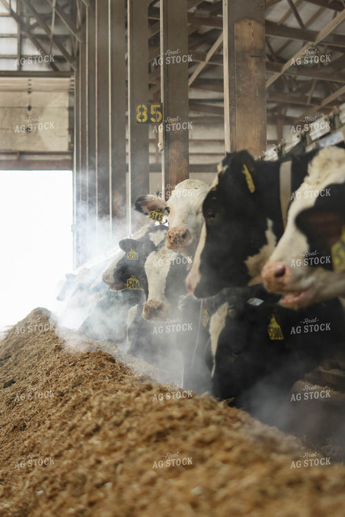 Holstein Cows Eating in Freestall Barn 152692