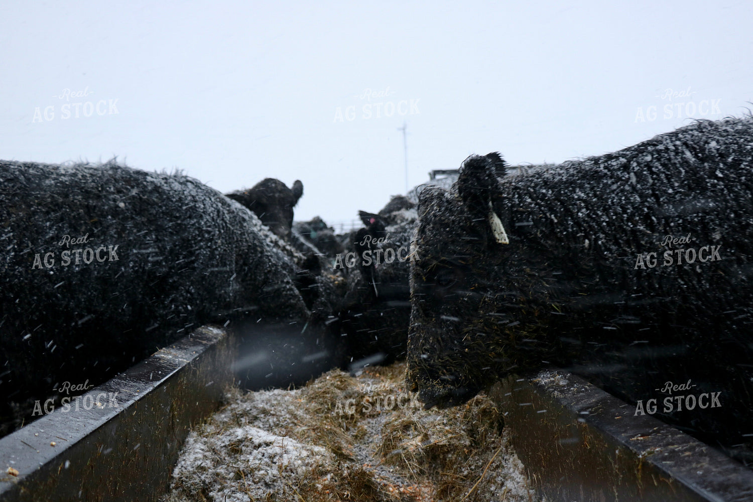 Snowy Cattle Eating at Feed Bunk 299302