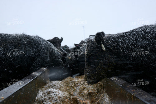 Snowy Cattle Eating at Feed Bunk 299302