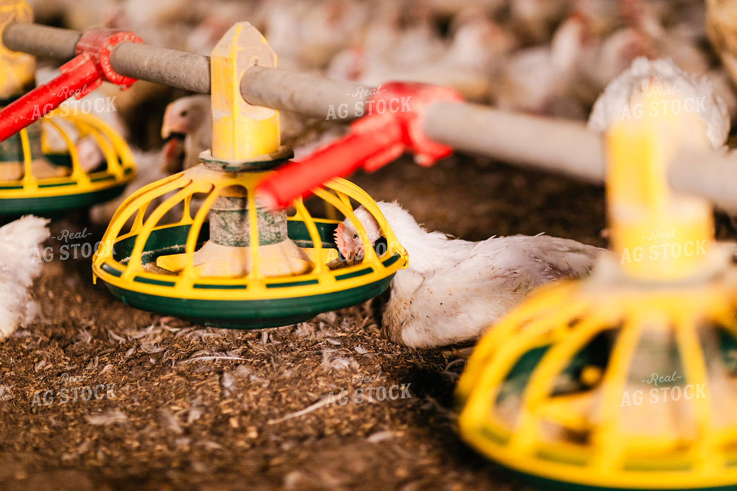 Broiler Chickens in Barn 280039