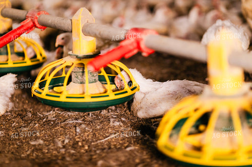 Broiler Chickens in Barn 280039