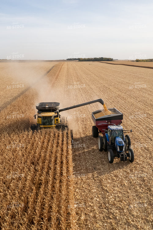 Corn Harvest 255009