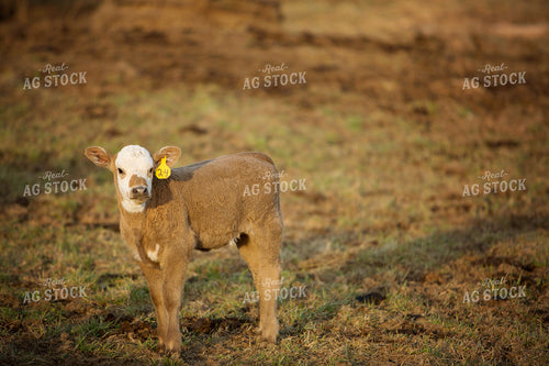 Calf - Charolais and Angus Cross 2241