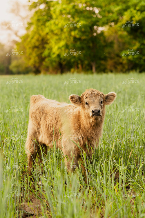 Highland Cattle Calf 207013