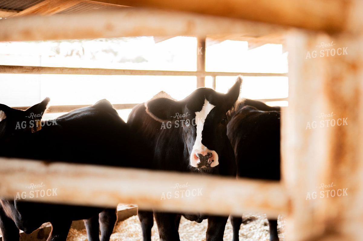 Cattle in Barn 402021