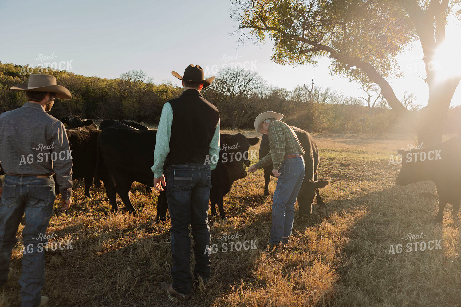 Ranchers Checking Cattle 205158