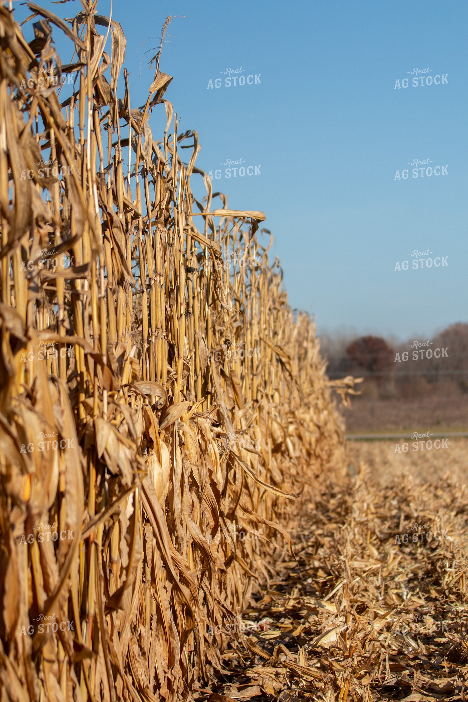 Dried Corn  157259