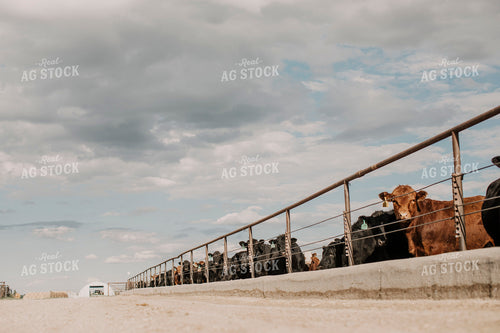 Feedyard 3015