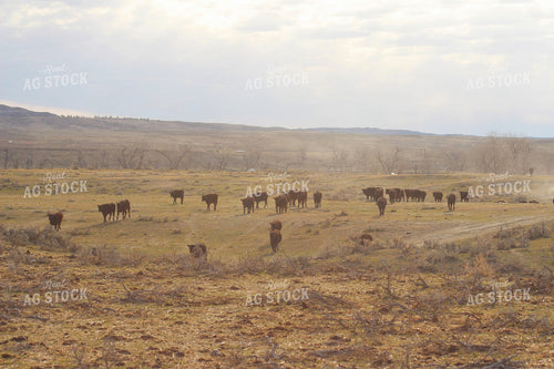 Cattle Moving in Pasture 63053