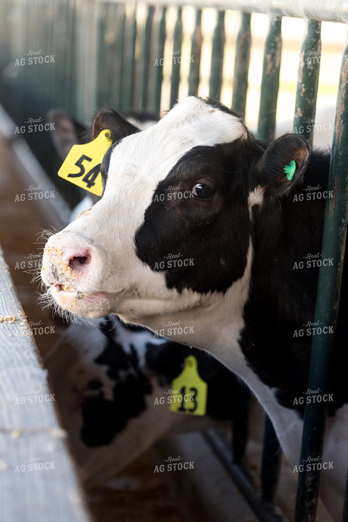 Holstein Cow Eating 90002