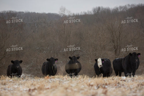 Cattle 1632