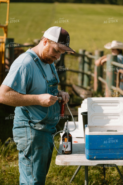 Working Cattle 125386