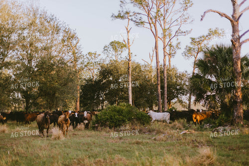 Florida Ranch 7290
