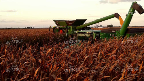 Corn Harvest 287034