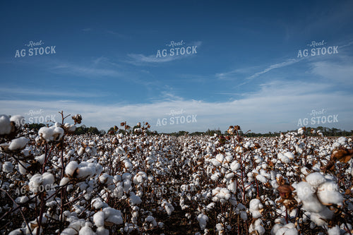 Cotton Field 149168