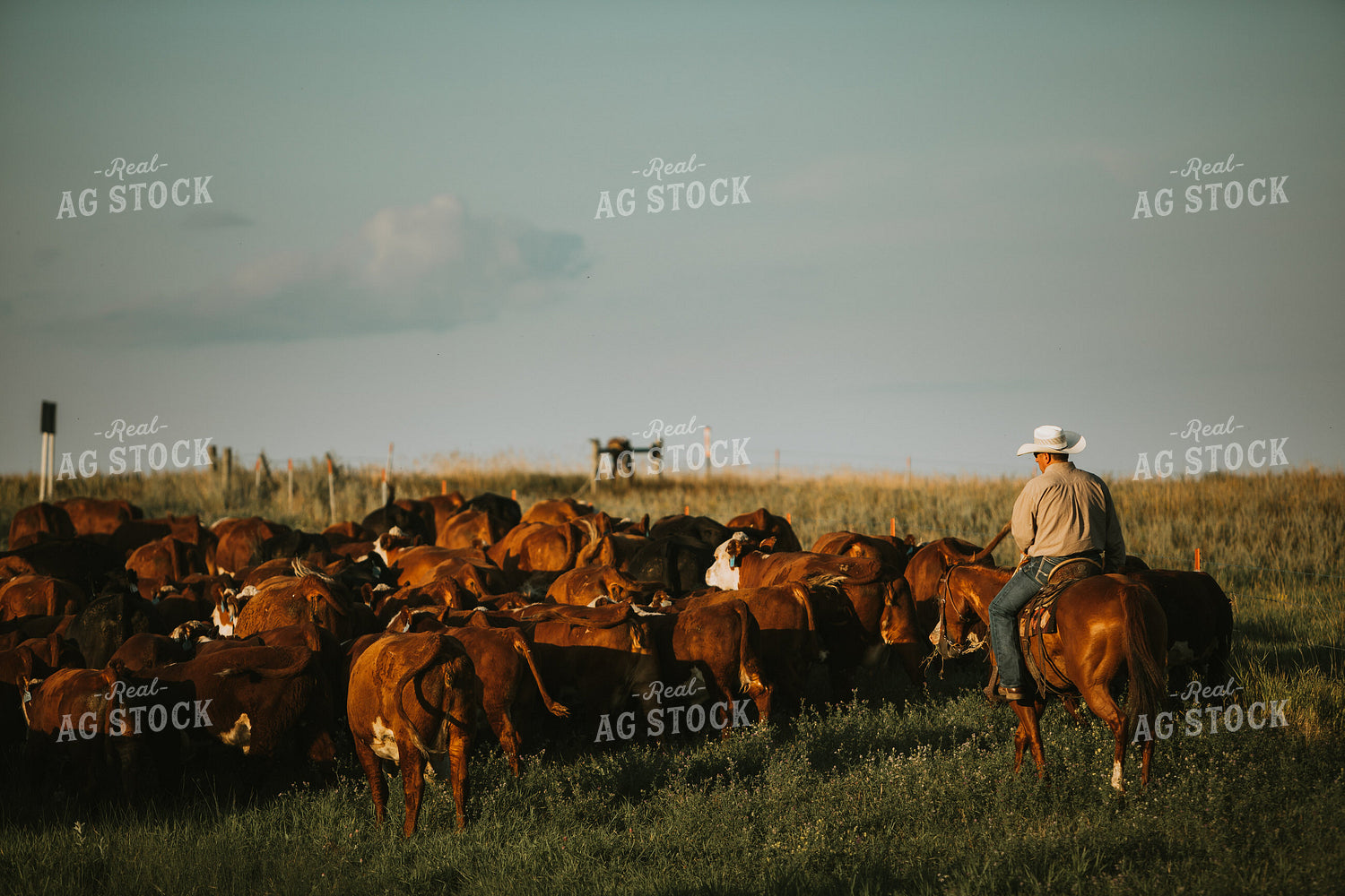 Rancher and Cattle in Pasture 6399