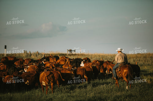 Rancher and Cattle in Pasture 6399