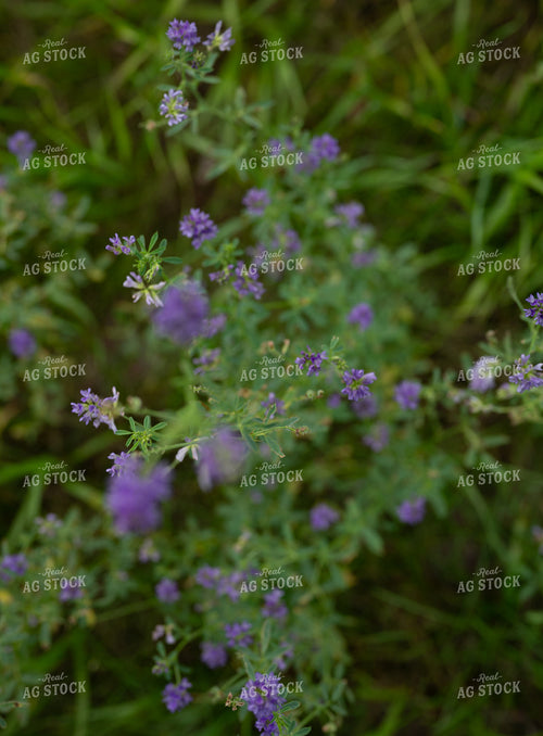 Flowering Alfalfa 185245