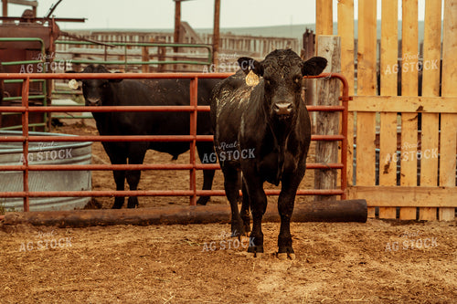 Cattle in Pen 58140