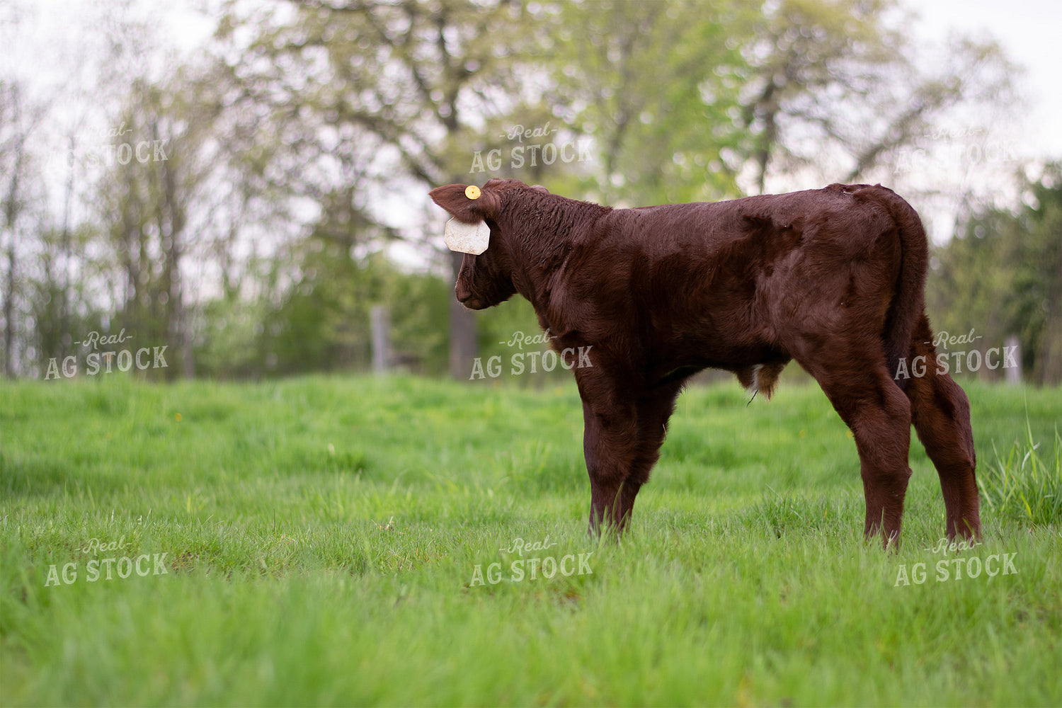 Calf in Green Pasture 50052