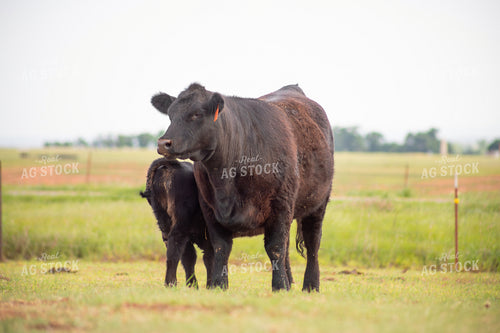 Black Angus Cow Calf Pair 208078