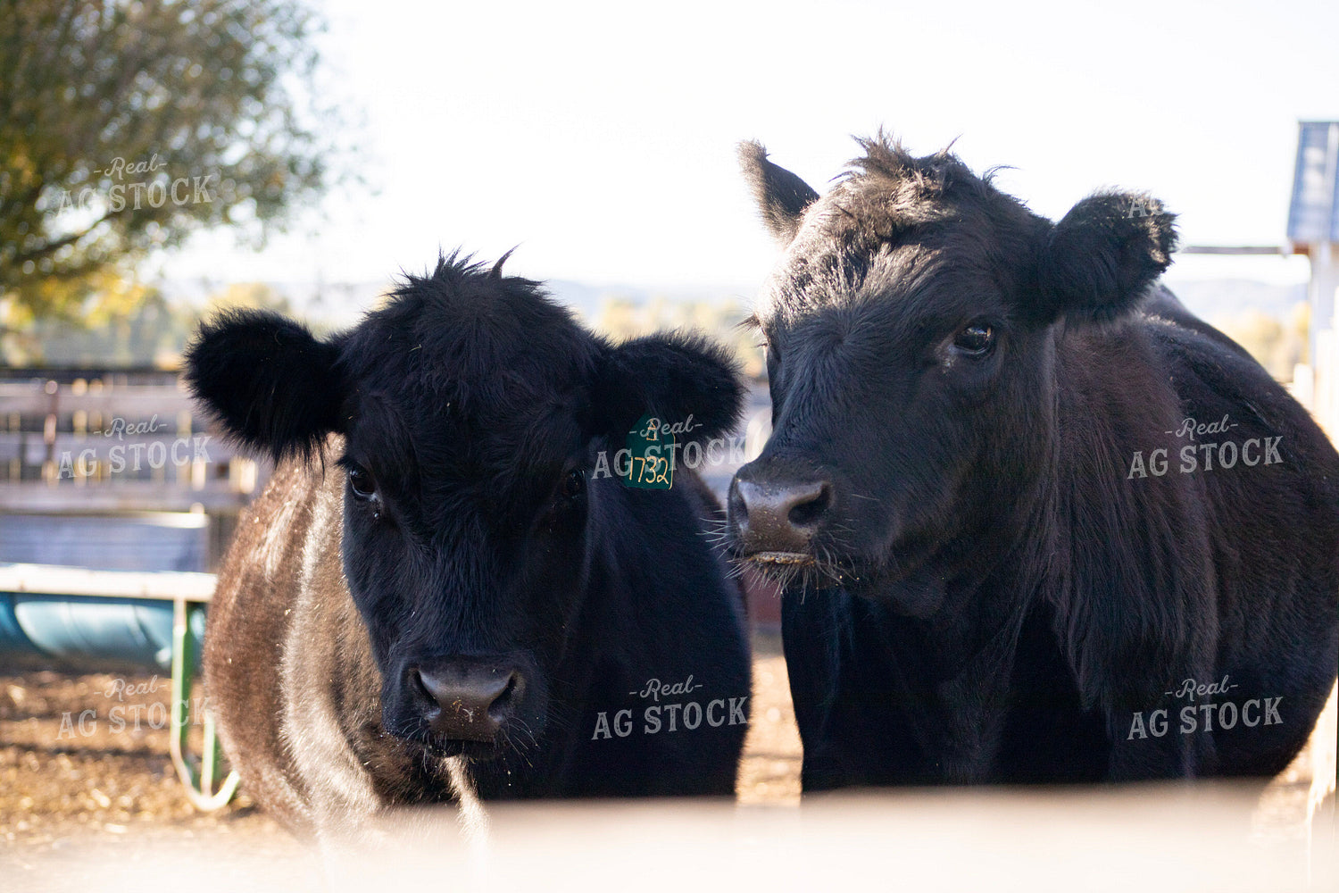 Black Angus Cattle in Pen 117162