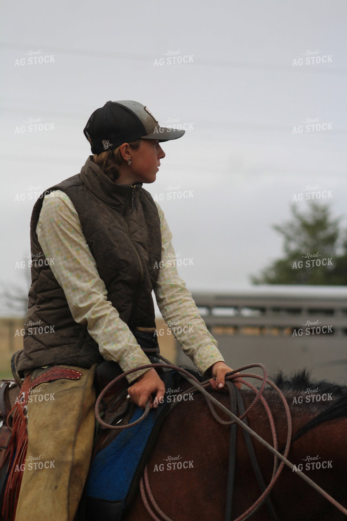 Sorting Cattle on Horseback 237030